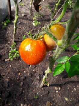 Owoce pomidorów